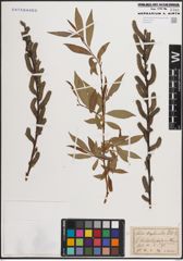 Foto von Salix daphnoides Vill.
